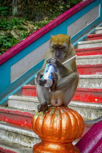 Kuala Lumpur, Malaysia - March 9, 2017: Monkey drinking soda can in the stairs to Batu Caves, a limestone hill with big and small caves and cave temples and a very popular Hindu shrine outside India. — Stock Photo, Image
