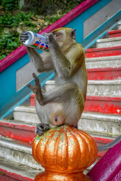 Kuala Lumpur, Malasia - 9 de marzo de 2017: Mono bebiendo refrescos en las escaleras a las cuevas de Batu, una colina de piedra caliza con grandes y pequeñas cuevas y templos de cuevas y un santuario hindú muy popular fuera de la India . — Foto de Stock