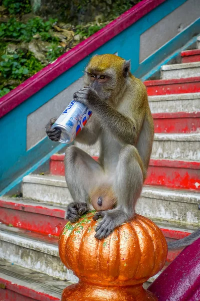 Kuala Lumpur, Malaysia - 9. März 2017: Affe trinkt Limonadendose im Treppenhaus zu Batu-Höhlen, einem Kalksteinhügel mit großen und kleinen Höhlen und Höhlentempeln und einem sehr beliebten hinduistischen Schrein außerhalb Indiens. — Stockfoto