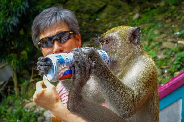 Kuala Lumpur, Malaysia - March 9, 2017: Monkey drinking soda can in the stairs to Batu Caves, a limestone hill with big and small caves and cave temples and a very popular Hindu shrine outside India. — Stock Photo, Image