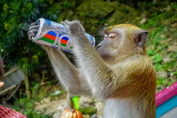 Kuala Lumpur, Maleisië - 9 maart 2017: Monkey drinken frisdrankblikje in de trap naar de Batu Caves, een heuvel van kalksteen met grote en kleine grotten en cave tempels en een zeer populaire Hindu grafsteen buiten India. — Stockfoto