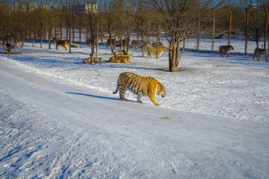 Sibirya kaplanı Park Harbin, Çin
