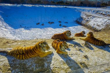 Sibirya kaplanı Park Harbin, Çin