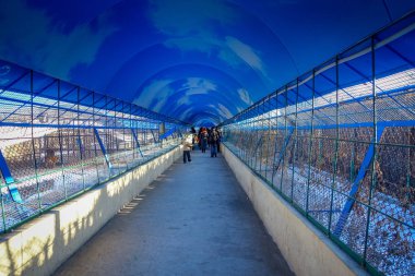 Harbin, Çin - 9 Şubat 2017: Sibirya kaplanı Park, Sibirya kaplanlar dünya için en büyük doğal parkı.