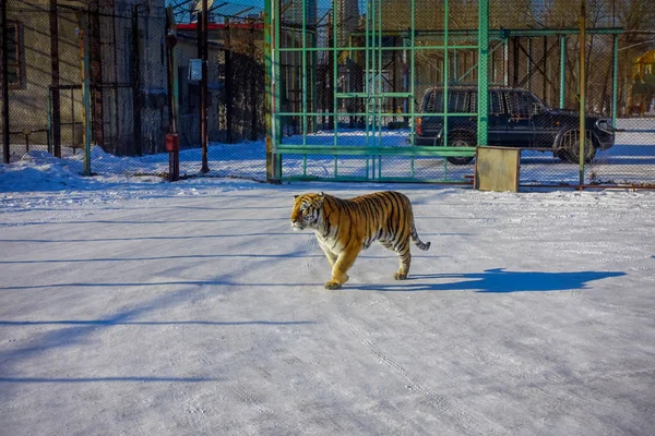 Siberian Tiger Park in Harbin, China — Stock Photo, Image