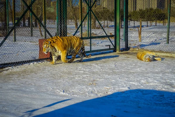 Parque del Tigre Siberiano en Harbin, China — Foto de Stock