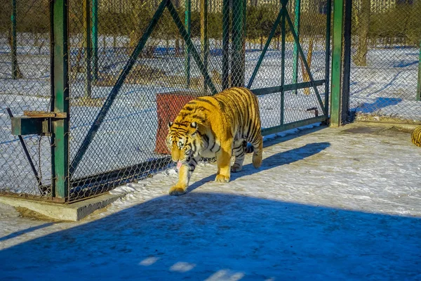 Σιβηρική τίγρη πάρκο στο Χαρμπίν της Κίνας — Φωτογραφία Αρχείου