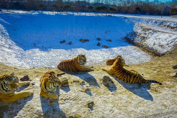 Sibirya kaplanı Park Harbin, Çin — Stok fotoğraf