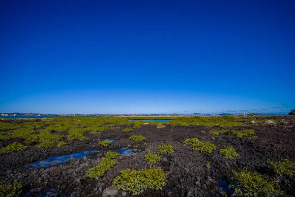 Beautiful landscape in volcanic Rangitoto island in Auckland, in a sunny day with a beautiful blue sky — Stock Photo, Image
