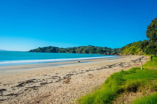 White Sand Beach na wyspie Waiheke Island, Nowa Zelandia, z piękne błękitne niebo w słoneczny dzień z niektórych domów za — Zdjęcie stockowe