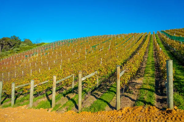 Vignoble vue panoramique verticale sur l'île de Waiheke, Auckland, Nouvelle-Zélande dans un beau ciel bleu — Photo