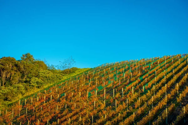 Vignoble brut vue panoramique verticale sur l'île de Waiheke, Auckland, Nouvelle-Zélande dans un beau ciel bleu — Photo