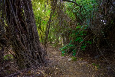 Yeni Zelanda Coromandel Yarımadası katedral Cove deniz rezerv ormanda