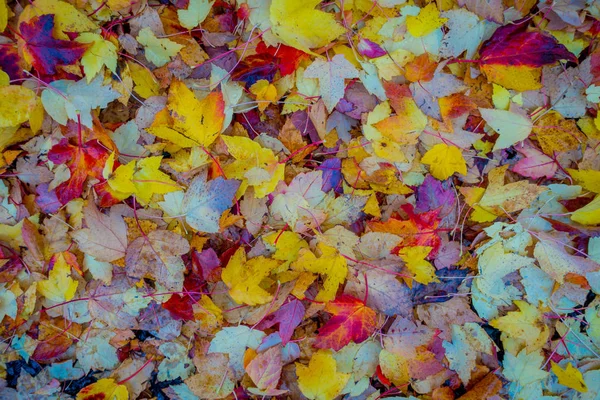 Tło tekstury żółtych liści jesienne tło liści — Zdjęcie stockowe