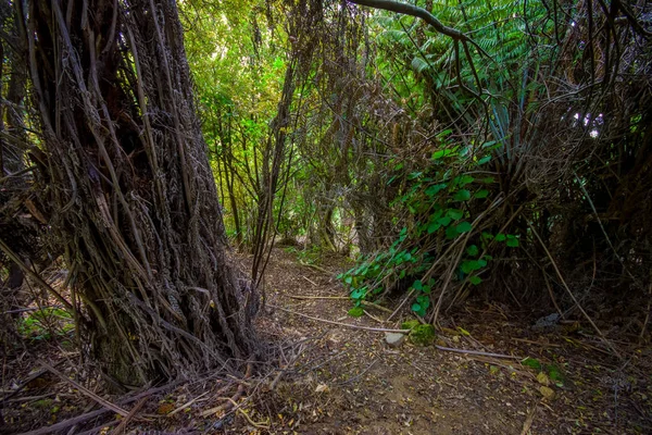Yeni Zelanda Coromandel Yarımadası katedral Cove deniz rezerv ormanda
