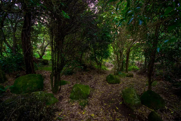 Mooie bos in kathedraal Cove zeereservaat op het Coromandel schiereiland in Nieuw-Zeeland — Stockfoto