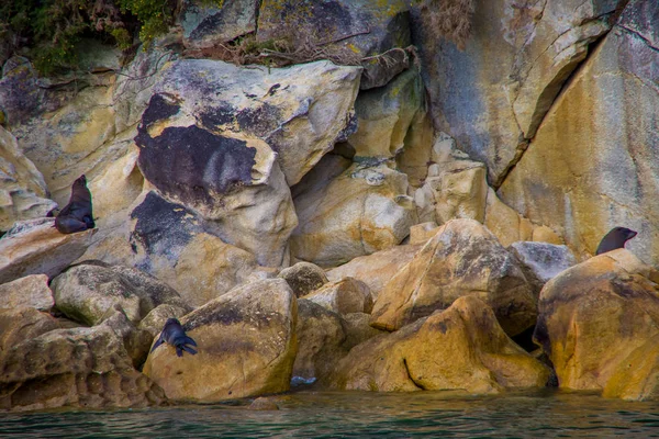 Bellissimi leoni marini sulle rocce nel Parco Nazionale di Abel Tasman, situato nell'Isola del Sud in Nuova Zelanda — Foto Stock