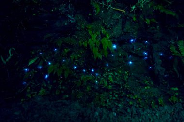 Amazing waitomo Glow worm in Caves, located in New Zealand clipart