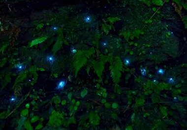 Yeni Zelanda'da bulunan şaşırtıcı waitomo ateş böceği mağaralarda,
