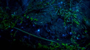 Yeni Zelanda'da bulunan şaşırtıcı waitomo ateş böceği mağaralarda,