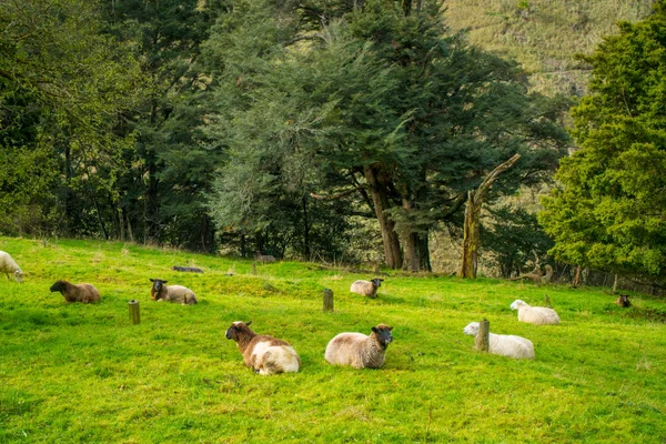 Piękny widok niektórych wypasu owiec w dolinie rzeki, położony na wyspie Południowej w Nowej Zelandii — Zdjęcie stockowe