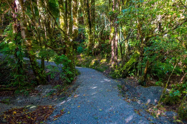 Un sendero a través de una exuberante selva tropical verde. Parque Nacional del Glaciar Franz Josef, Nueva Zelanda — Foto de Stock