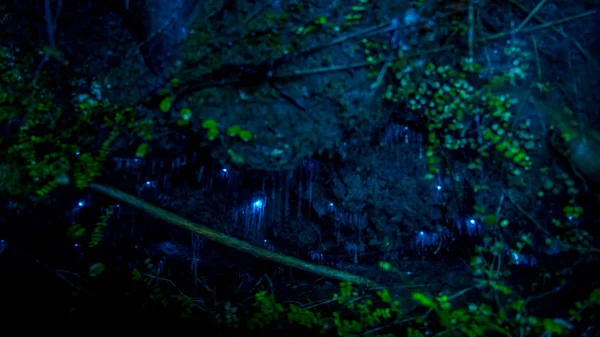 Amazing waitomo Glow worm in Caves, located in New Zealand