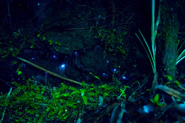 Úžasné waitomo Glow worm v jeskyních, nachází na Novém Zélandu — Stock fotografie