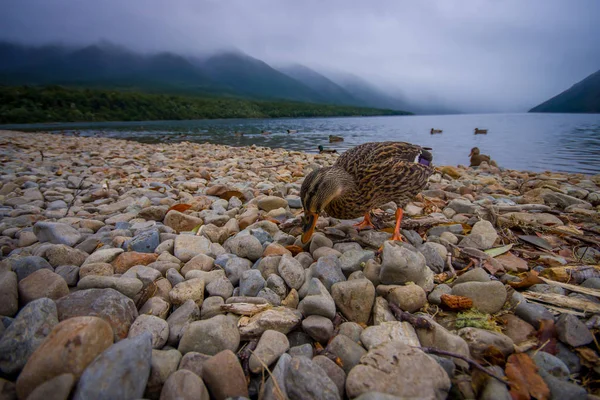 Un'anatra in riva al lago a Queenstown, Nuova Zelanda — Foto Stock