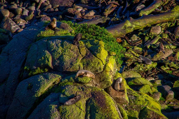 Мальовничі ущільнення колонії Tauranga Bay в західному узбережжі, Нова Зеландія — стокове фото