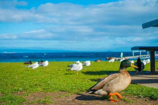 Zbliżenie na Pacyfiku kaczki czarny lub szary kaczki w Lake Taupo, północnej wyspy Nowej Zelandii — Zdjęcie stockowe