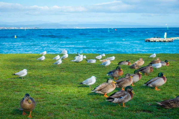 Zár-megjelöl-a csendes-óceáni fekete kacsa vagy szürke kacsák a Lake Taupo, North Island, Új-Zéland — Stock Fotó