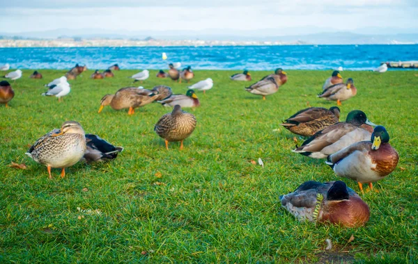 Zár-megjelöl-a csendes-óceáni fekete kacsa vagy szürke kacsák a Lake Taupo, North Island, Új-Zéland — Stock Fotó