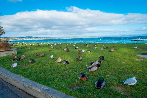 The Pacific black ducks or grey ducks at Lake Taupo, North Island of New Zealand — Stock Photo, Image