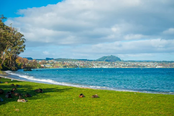 Pasifik siyah ördek veya gri ördek Lake Taupo, Yeni Zelanda, North Island, çim, uyumak yakın çekim — Stok fotoğraf