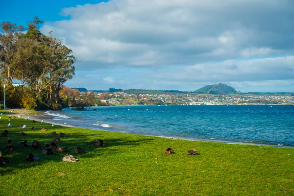 Close up of the Pacific black ducks or grey ducks sleeping at the grass at Lake Taupo, North Island of New Zealand — Stock Photo, Image