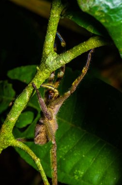 Zehirli göçebe örümcek Phoneutria fera heliconia yaprak Cuyabeno Milli Parkı, Ekvador amazon yağmur ormanları içinde oturan