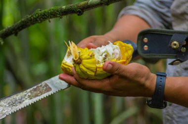 Fresh Cocoa fruit in farmers hands. Organic cacao fruit - healthy food. Cut of raw cocoa inside of the amazon rainforest in Cuyabeno National Park in Ecuador clipart