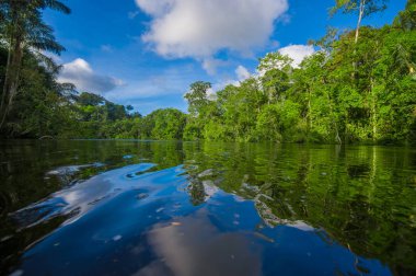 Cuyabeno Wildlife Reserve Milli Parkı'nda, Güney Amerika Ekvador amazon yağmur ormanları içinde Cuyabeno Nehri'nde yoğun bitki örtüsü