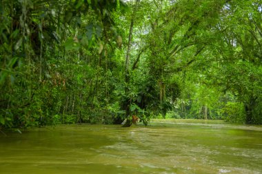 Sakin ve sihirli karanlık Amazon amazon yağmur ormanlarında Cuyabeno Milli Parkı'nda, Ekvator Sucumbios Eyaleti'nde bulunan sular