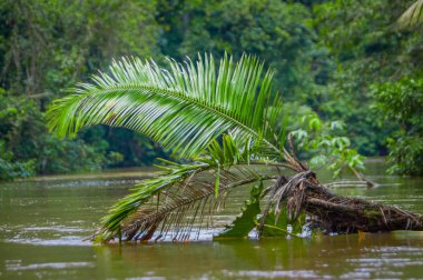 Bir palm bitki su, Cuyabeno Milli Parkı'nda, Ekvator Sucumbios ili ile amazon yağmur ormanlarında bulunan sakin ve sihirli karanlık Amazon sular,