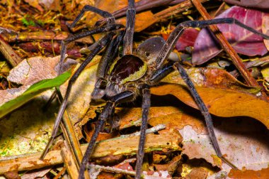 Cuyabeno Milli Parkı'nda, Ekvator orman içinde zeminde yürüyüş büyük bir örümcek
