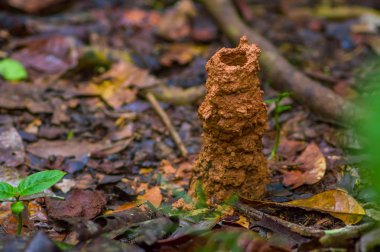 Yaban arısı yuvası yeraltı, Cuyabeno Milli Parkı'nda, Ekvador amazon yağmur ormanları içinde delik
