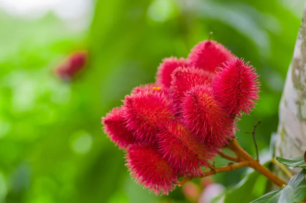 Achiote plant of Annatto plant zaden uit deze stekelige rode peulen worden gebruikt voor smaakstoffen en natuurlijke kleur, ook gebruikt voor schminken, uit het Amazoneregenwoud in Cuyabeno Nationaal Park, Ecuador — Stockfoto
