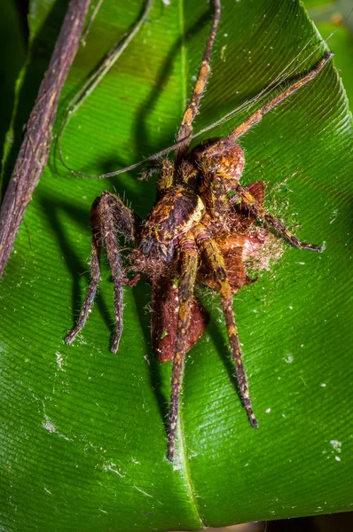 Araña plátano sentada sobre una hoja heliconia en la selva amazónica, ubicada en el Parque Nacional Cuyabeno — Foto de Stock