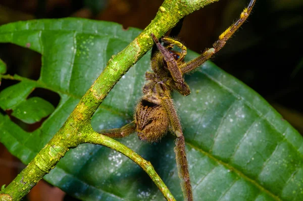 Venimeuse araignée errante Phoneutria fera assise sur une feuille d'héliconie dans la forêt amazonienne du parc national de Cuyabeno, en Équateur — Photo