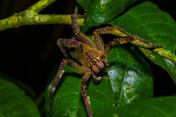 覗撮放浪 Phoneutria fera Cuyabeno 国立公園、エクアドルのアマゾンの熱帯雨林のヘリコニア リーフの上に座って — ストック写真