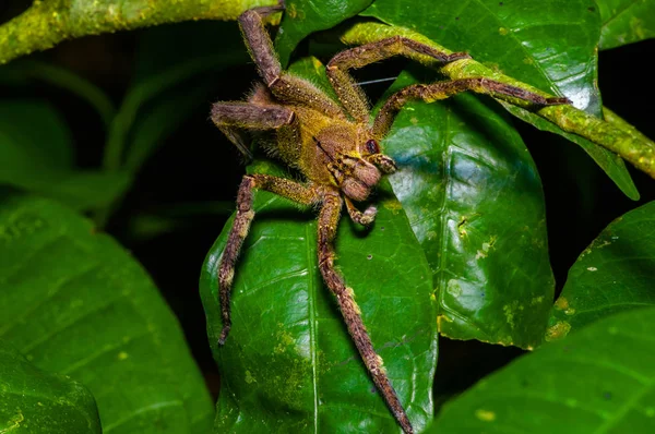 覗撮放浪 Phoneutria fera Cuyabeno 国立公園、エクアドルのアマゾンの熱帯雨林のヘリコニア リーフの上に座って — ストック写真