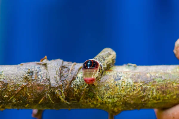 Primo piano di un bellissimo bruco in posa su un tronco all'interno della foresta pluviale amazzonica nel Parco Nazionale Cuyabeno in Ecuador — Foto Stock