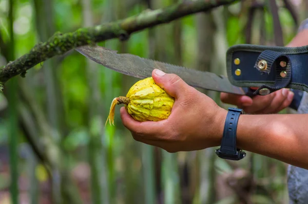 Taze kakao meyve çiftçilerin elinde. Organik kakao meyve - sağlıklı gıda. Cuyabeno Milli Parkı'nda Ekvador amazon yağmur ormanları içinde ham kakao kesmek — Stok fotoğraf